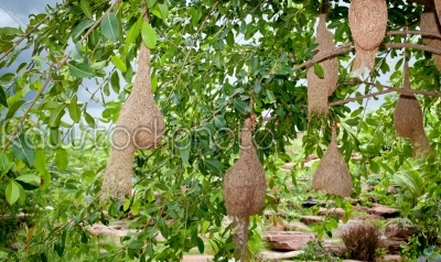 weaver bird nests at the branches of the tree