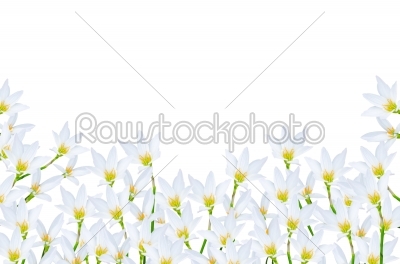 white flora