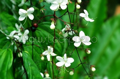 white flower no.5