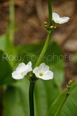 White flowers,  Echinodorus cardifolius (L.) Griseb.