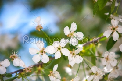 White flowers of the cherry blossoms on a spring day 