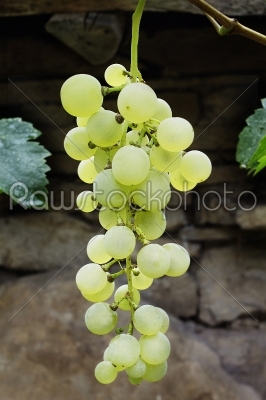 White grape cluster