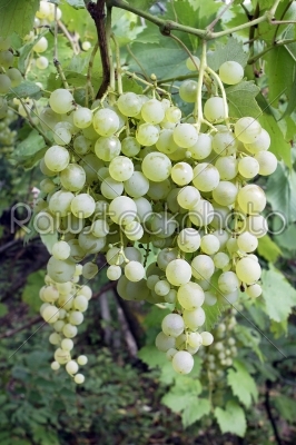 White grape cluster with leaves 