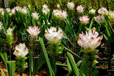 White siam tulips blooming.