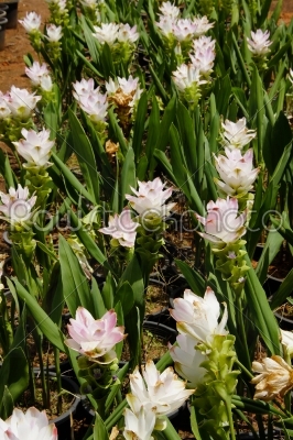 White siam tulips blooming.