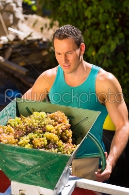 Winegrower working with grape harvesting machine
