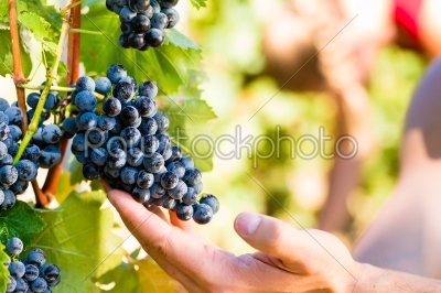 winemaker picking wine grapes 