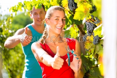 Woman and man winegrower picking grapes