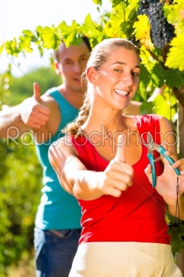 Woman and man winegrower picking grapes