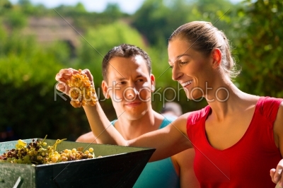 Woman and man working with grape harvesting machine 