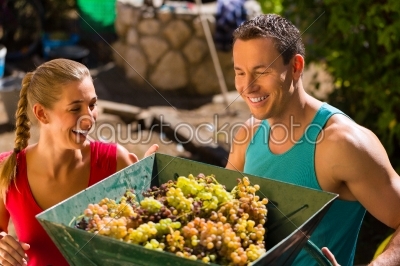 Woman and man working with grape harvesting machine at vintage and having fun