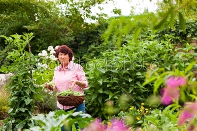 Woman harvesting beans in her garden