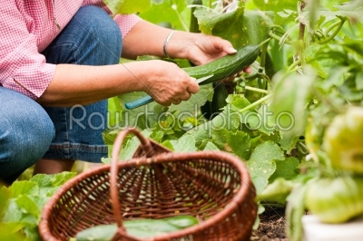 Woman harvesting cucumbers in her garden, cutting them with a knife and putting them in a basket