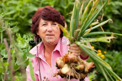 Woman harvesting onions in garden