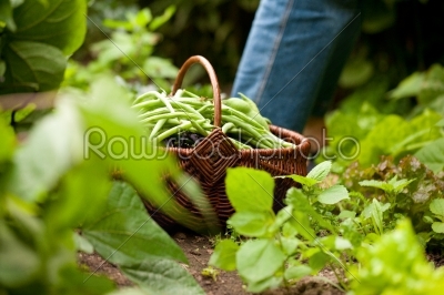 Woman harvesting string beans in her garden