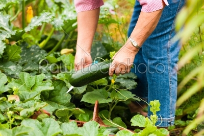 Woman harvesting zucchini in her garden
