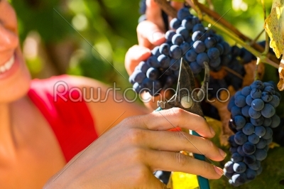 Woman picking grapes with shear
