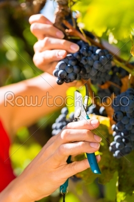 Woman picking grapes with shear