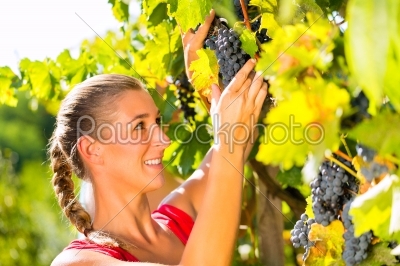 Woman picking grapes with shear at harvest time