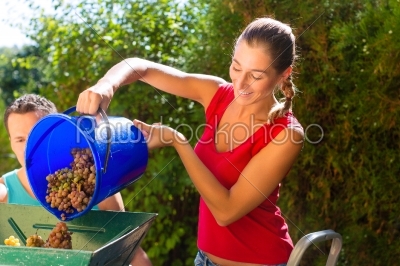 Woman working with grape harvesting machine