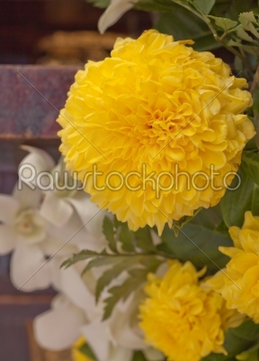 yellow chrysanthemum closeup