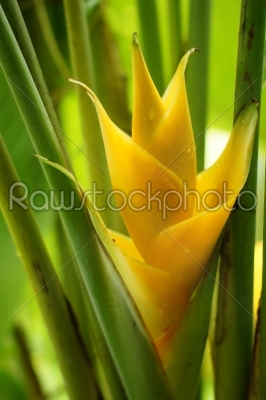 Yellow Heliconia flower blooming 