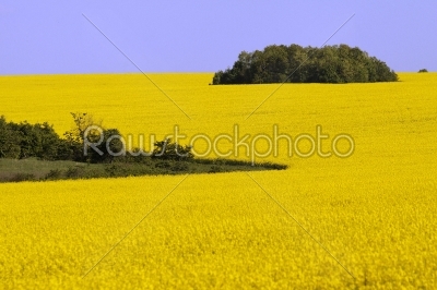yellow landscape with rape field 