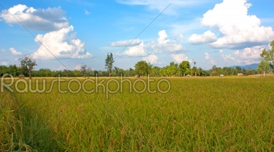 Yellow rice harvest