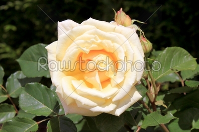 yellow rosebush