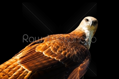 Young Eagle Hawk
