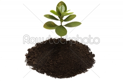 Young growing little tree with chunk of earth isolated on white 