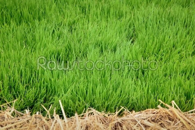 young rice paddy with straw foreground