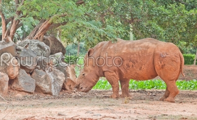 young white Rhinoceros