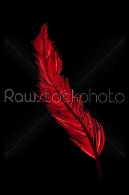 A red feather