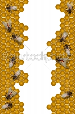 Bees working frame
