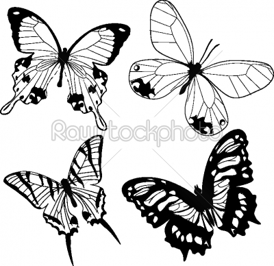Black and white Butterflies
