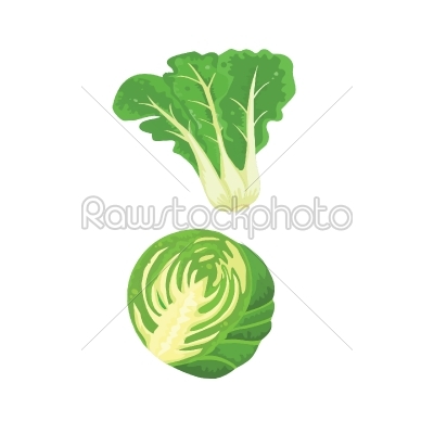 cabbage and vegetables