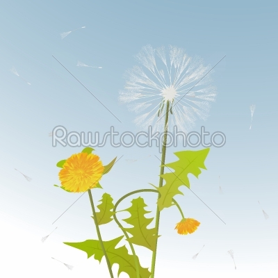 Dandelions decorative card