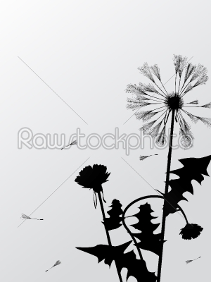 Dandelions silhouettes