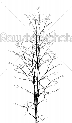 Leafless tree