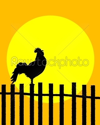Rooster on the fence