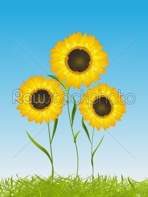 Summer card with sunflowers