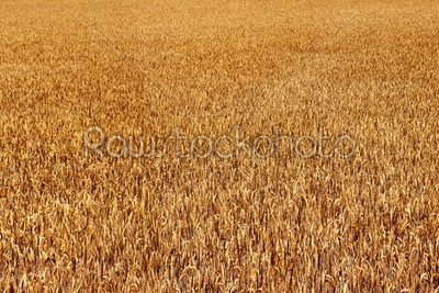 stock photo: wheat field-Raw Stock Photo ID: 26050
