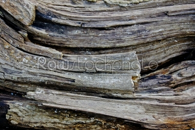 stock photo: wood texture-Raw Stock Photo ID: 23102