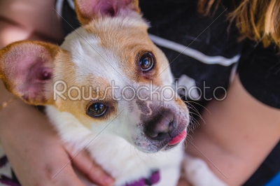 stock photo: adorable jack russell terrier dog in the park looking at camera-Raw Stock Photo ID: 75096