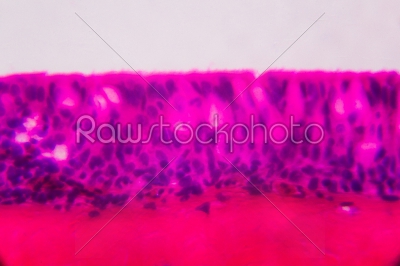 stock photo: anodonta gills ciliated epithelium under the microscope  abstra-Raw Stock Photo ID: 75120