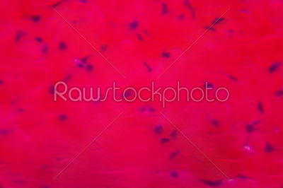 stock photo: anodonta gills ciliated epithelium under the microscope  abstra-Raw Stock Photo ID: 75121