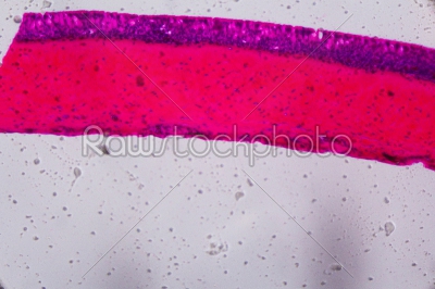 stock photo: anodonta gills ciliated epithelium under the microscope  abstra-Raw Stock Photo ID: 75123