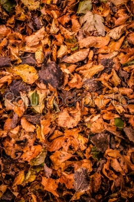 stock photo: autumn leafs-Raw Stock Photo ID: 66412
