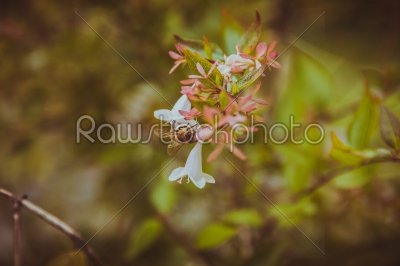 stock photo: bee on white flower-Raw Stock Photo ID: 75146